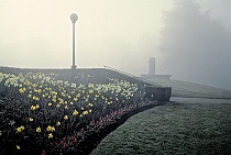 The Park with Daffodils in Fog